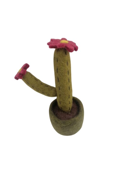 Topfpflanze Olive