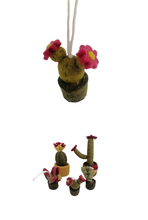 Topfpflanze Kaktus Klein